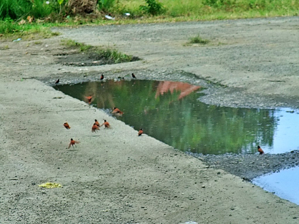 nothing but Maya Birds on the road to the Dumaguit Inter-Island Port in New Washington, Aklan