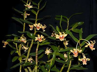 Dendrobium ochraceum care and culture