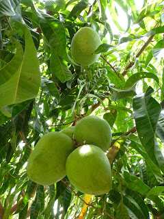 cara merawat pohon mangga agar cepat berbuah
