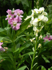 Matthiola incana Stocks at the Allan Gardens Conservatory 2018 Spring Flower Show by garden muses-not another Toronto gardening blog