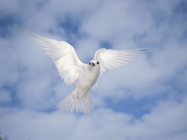 Lovely White Bird Wallpaper