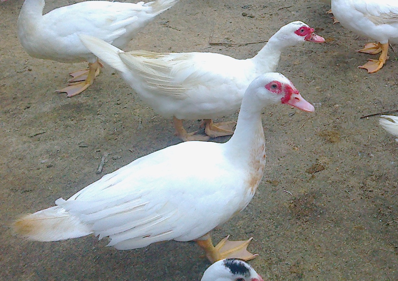  Ternak Serati Muscovy