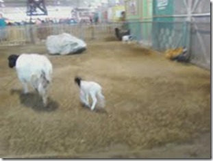 little lamb