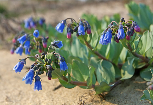 Мертензия приморская / Мертензия морская (Mertensia maritima)