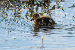 Wildlifefotografie Lippeaue Olaf Kerber Stockente Pulli