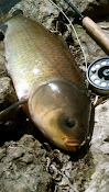 Bigmouth Buffalo