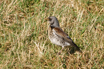 Fjildlyster - Kramsvogel - Turdus pilarus