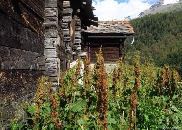 Houses, barns and stores built of larch timber blackened by the sun at Findeln.