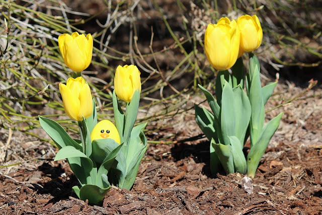 Image: yellow tulip spring easter egg, by Tpedersen on Pixabay