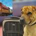 Train Ticket Booking for Dogs - Cats: ट्रेन में कुत्ता-बिल्ली ले जाने के लिए ऐसे करें ऑनलाइन टिकट बुकिंग, जानें- क्या है irctc का नया नियम