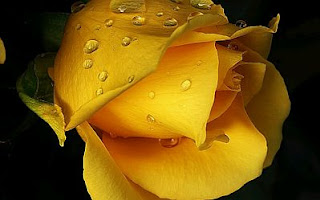 Fotos de Rosas Amarillas, parte 1