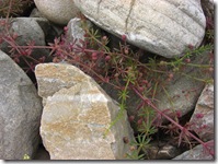 kn dooune stones and sticky willie
