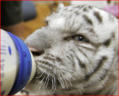 German Baby Food on Baby Kitty Talk 2  German Zoo Hand Rearing White Tiger Cub