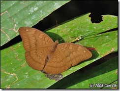 Tanaecia julii bougainvillei (The Common Earl)-female-200803-MYFH_3964