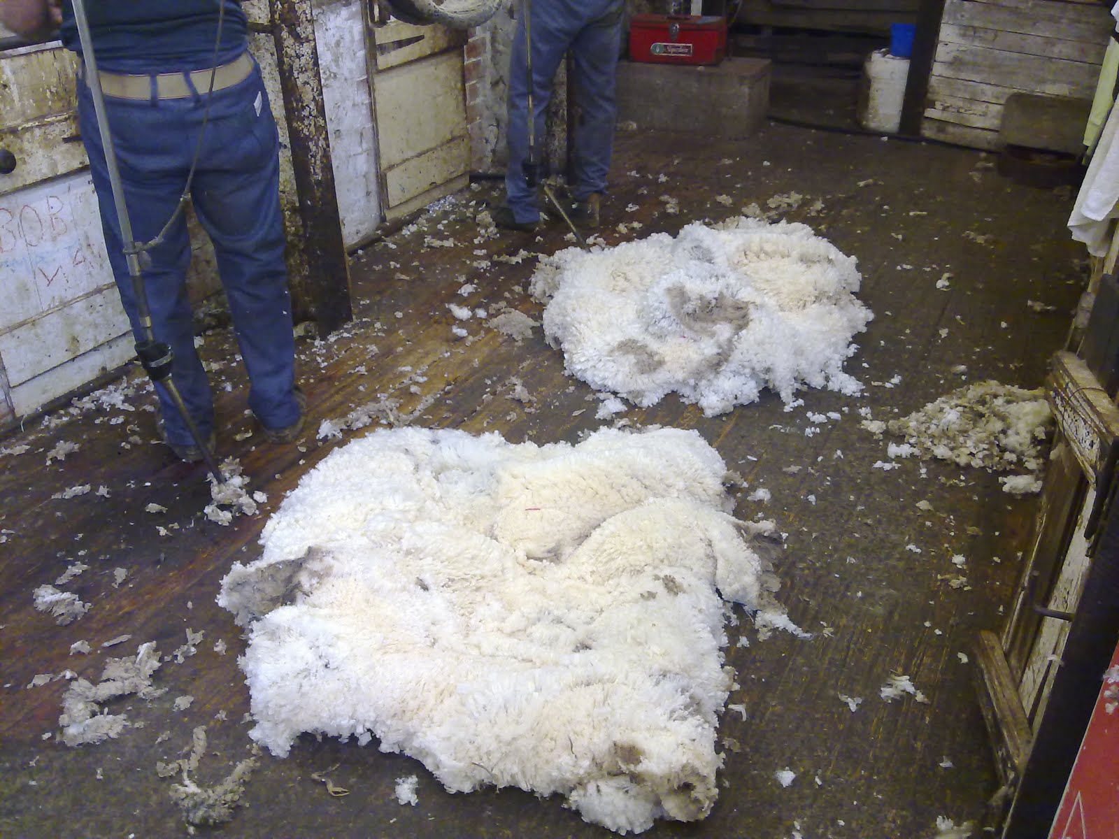 Freshly shorn fleeces on the floor ready to be taken away to be 