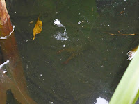 山田池公園　ザリガニ