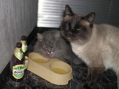 drunk cat pictures
