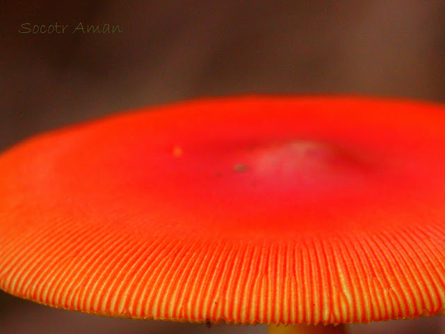 Amanita caesareoides