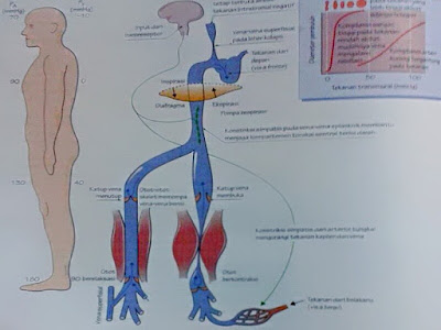 Gambar Anatomi Fisiologi Dan Jaringan Cairan Tubuh Manusia