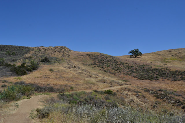 parched hills with a tree