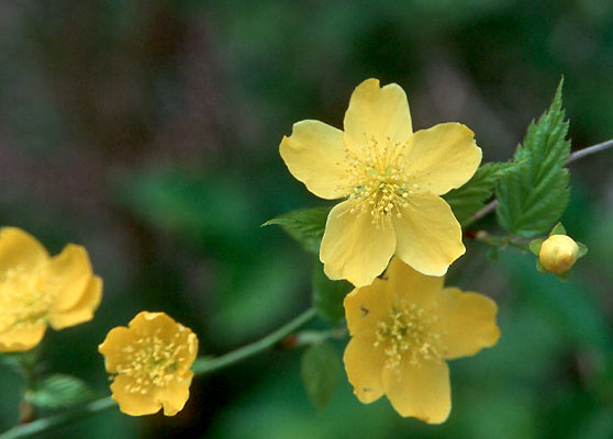 Kerria japonica 'Kin Kan'