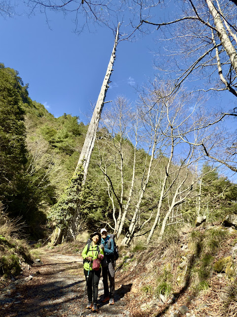 230林道 230林道