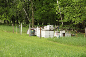 bee hives behind electric fence
