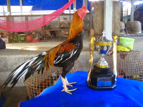  Gambar  Ayam  Sambung Laga Thailand Terbaik Ayam  Juara