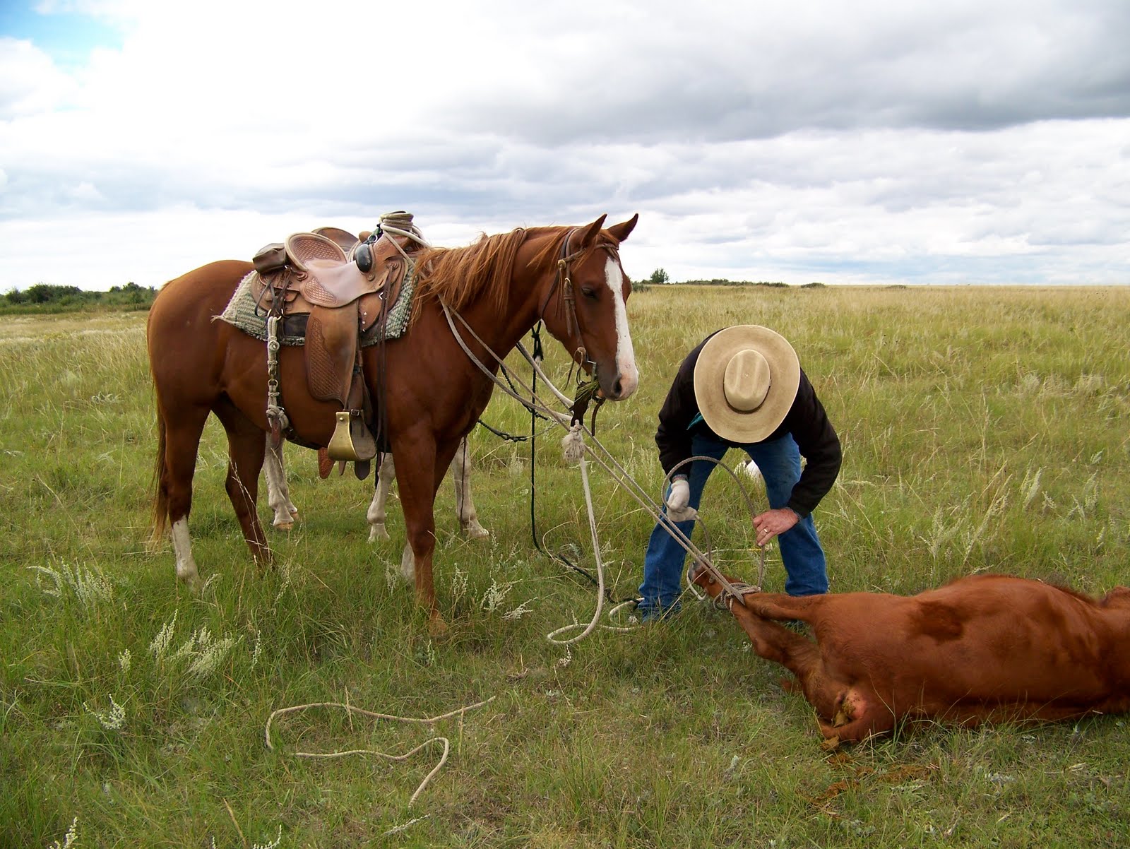 Cowboy-Coping Cowgirl: Warning: Pictures of a Good Cow Horse