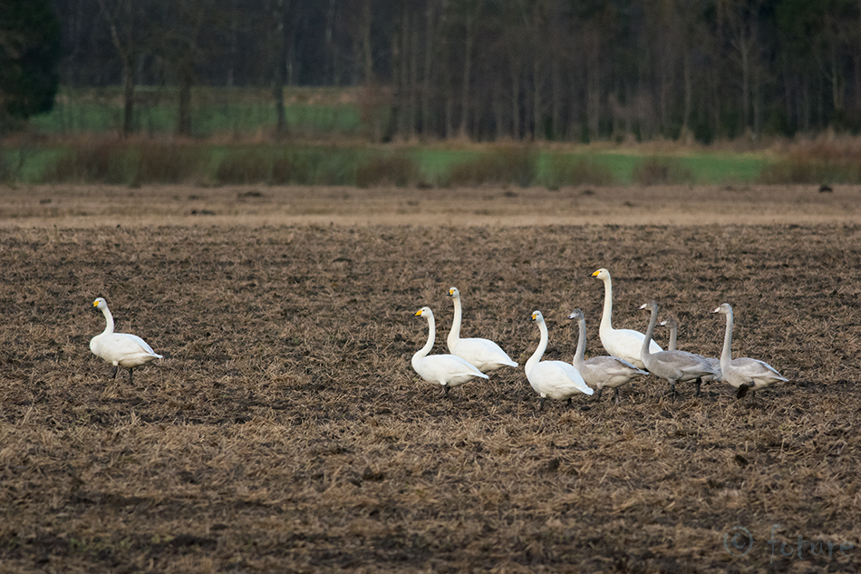 Laululuik, Cygnus cygnus, Whooper Swan, luik, olor, common