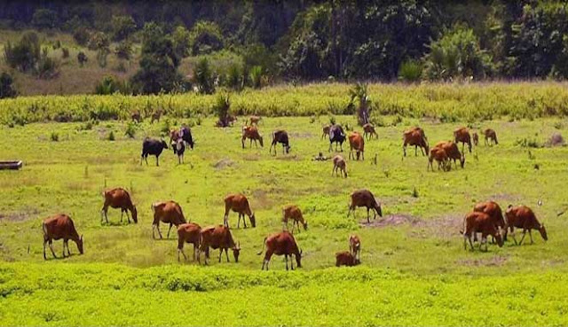  yaitu salah satu kota kabupaten yang terletak di Provinsi Jawa Timur 10 TEMPAT WISATA MENARIK DI KABUPATEN BANYUWANGI