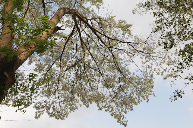 Hanoi’s streets dotted with early white Dalbergia tonkinensis flowers 6