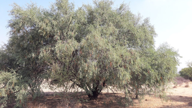 Мескит Prosopis laevigata возле плотины Чичимеко в муниципалитете Хесус-Мария (Мексика, штат Агуаскальентес)