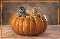 Halloween Kitten Wallpapers