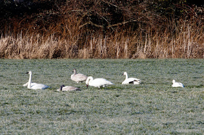 Trumpeter Swans