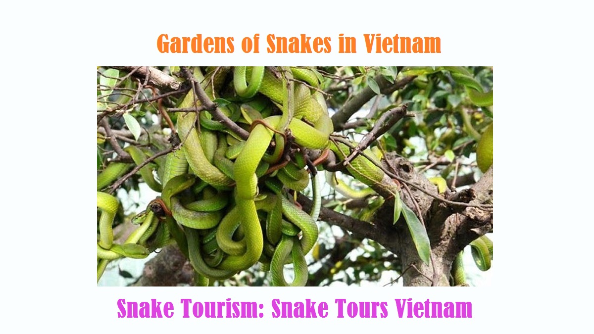 GARDENS OF SNAKES IN VIETNAM: COBRA FARMING IN VIETNAM