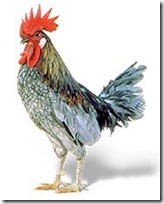de_blue_hen_chicken