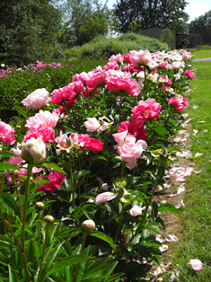 Growing Peonies