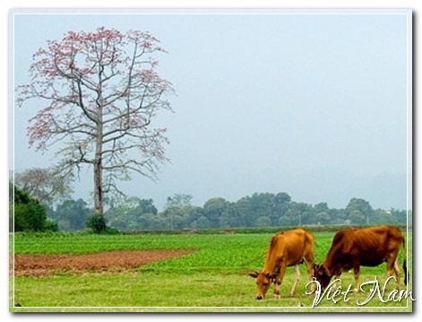 Đỏ rực hoa gạo đầu Hè, Việt Nam