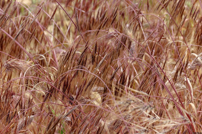 Pinkish tan colored bromus grass plants found in Ojai, California. July, 2019. © Evan's Studio.