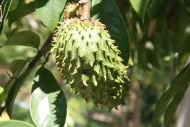 Pak Tabib Khasiat Herba Dalam Kehidupan Kita: Durian 