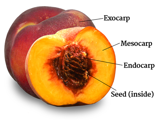 Partes principales de las frutas carnosas: exocarpo o epicarpo “cáscara externa”, mesocarpo, endocarpo y semillas. Las naranjas a la derecha no poseen semillas debido a un tratamiento genético para producirlas de ese modo.