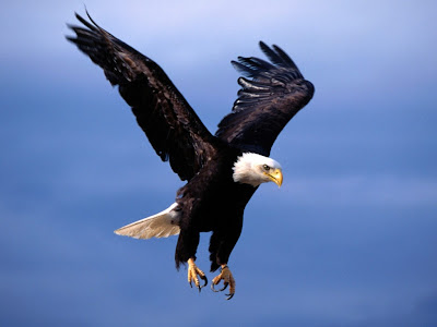 Eagle Standard Resolution Wallpaper 38