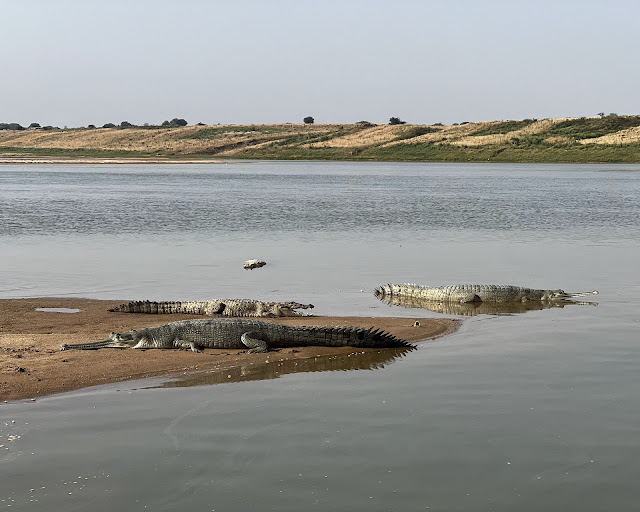 Gharials and mugger in the Chambal River.