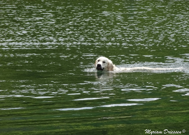 chien nageant dans la vallée du Taurou Montagne Noire Tarn