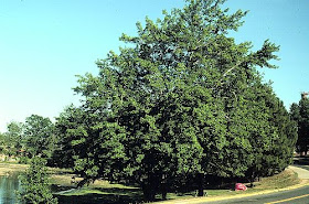 arce rojo Acer rubrum