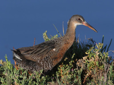 Rallus obsoletus