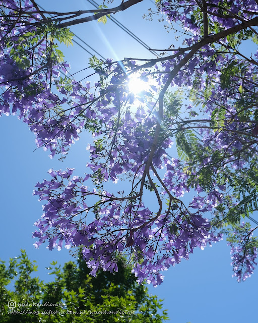 澳洲 悉尼 Australia Sydney 藍花楹 Kirribilli Milson Park Jacaranda