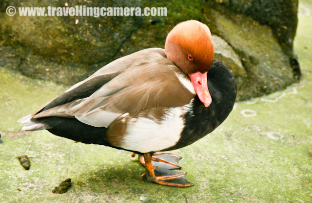 PHOTO JOURNEY inside zoo of Banerghatta National Park Banglore : Posted VJ SHARMA on www.travellingcamera.com : I am sure you will be surprised to hear Zoo and Wildlife Sanctuary at one place... Yes, Banerghatta National Park has a Zoo as well... When I planned for Baneghatta National Park, I was not aware of the fact that it has Zoo as well... After Reaching the ticket counter, I saw a board saying discounted ticket for Wildlife Safari inside the sanctuary and Zoo visit... Banglore Zoo has lot of snakes and most of the crowd is seen around those to figure out where they(snakes) are sitting... Here are few Photographs I was able to click during a quick visit to Banerghatta Zoo... Check out !!!Don't know the name of this bird.. so please do let know in case you know... They were very shy as you can see from the expression in this photograph and there were lot many other birds with various combinations of colors... I had few more photographs of this bird but all were shaky because of lot of movement there... These birds were most active inside the zoo.... Others like snakes, crocodiles, leopards, ducks were really lazy and we couldn't figure out the cause... Even Monkeys were not very active which is a very unusual thing..There were lot many crocodiles inside Banerghatta Zoo and that I saw the height of their laziness... There were few cats inside their court and jumping on their backs.. No Reaction... They used to go near a particular crocodile, check about its activeness by touching the tail and then start all those activities when confirmed that it's not going to hurt them... Many of the folks were standing their for more than 30 minutes to wait for one of the crocodile to take some action, but nothing positive was happening their... and those cats were having fun there :)Sankes - Most popular species inside Banerghatta Zoo.... There was a separate section of various types of snakes and it was naked as snake park inside Banerghatta Zoo... I had never seen these many snakes at one place and there were lot many varieties new for me... It was hard to locate them because many of them were hidden between the branches of the tree or under some rocks etc.. Some of the snakes were 7-10 feet longs and have been playing on bamboo sticks hanging on the trees inside their courts... It seems people don't miss this part of the Zoo during their visit...There was a huge area provided for birds and it was somewhat similar to the Delhi Zoo... Although we were not able to see many birds out there... Also we were very tired after wildlife safari in Banerghatta National Park and didn't want to spend much time to find out more birds there...Many families come to Banerghatta Zoo to enjoy the weekend... I was surprised to see this family with all the stuff like carpet, bat and other stuff... It seems they have come for some picnic but Zoo is not a right place I guess... Ideally eatables and such things should not be allowed inside... I don't have any strong reason for that , but I have seen people making these places dirty... People should think twice before spreading their waste stuff at other's living area... Can they do the same thing inside their house?Oh Yes, I didn't want to miss this particular thing about Banerghatta Zoo... There is a trend of adopting some of the animals of the zoo and many folks have done this... Like this particular Horn bill is adopted by Shri T R Rithvik... This effectively means that Mr. Rrithvik is feeding this Horn bill for some particular duration and probably other costs as well... A nice concept and good idea to support all these rare species  on earth...There was a man outside the zooo who was selling some liquid which creates colorful bubbles... I wanted to capture those bubbles but all I was able to capture was bokeh of all those.... Never mind, I like it :)Rohin Duggal, My friend who made my Banglore trip memorable... Thanks to Rohin !!! btw his girlfriend was out of station and I can tease him by saying that :) On the very first day in Baglore we visited lot many places... Banerghatta national Park, zoo, Butterfly house, MG Road, Bragade Road and UB City ...These folks were wondering why I am clicking a photograph of Rohin... and Rohin asked to click one of their photograph to make them happy... Monkeys inside banerghatta Zoo...Afte completing one round inside Banerghatta Zoo, we had some coconut water in the market outside the zoo... It was amazing, but honestly I didn't like the 'malai' inside it...There are few museums inside the Zoo campus.. Here is one with photographs of various types of birds with some details.... There were lot of school children inside this museum to know about various species of birds and next agenda was to locate them outside....There is a small museum in the zoo which showcases zoological exhibits... Banerghatta Zoo has a reptile park and a small theater as well... Banerghatta Zoo is closed on Tuesdays which is a weekly holiday...