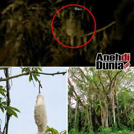 Pohon Umum Yang Dipercaya Menjadi Tempat Hantu - Berita 